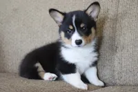 Vincent AKC 3X Clear, a male Pembroke Welsh Corgi for sale in Lake City, MN – 2 of 8