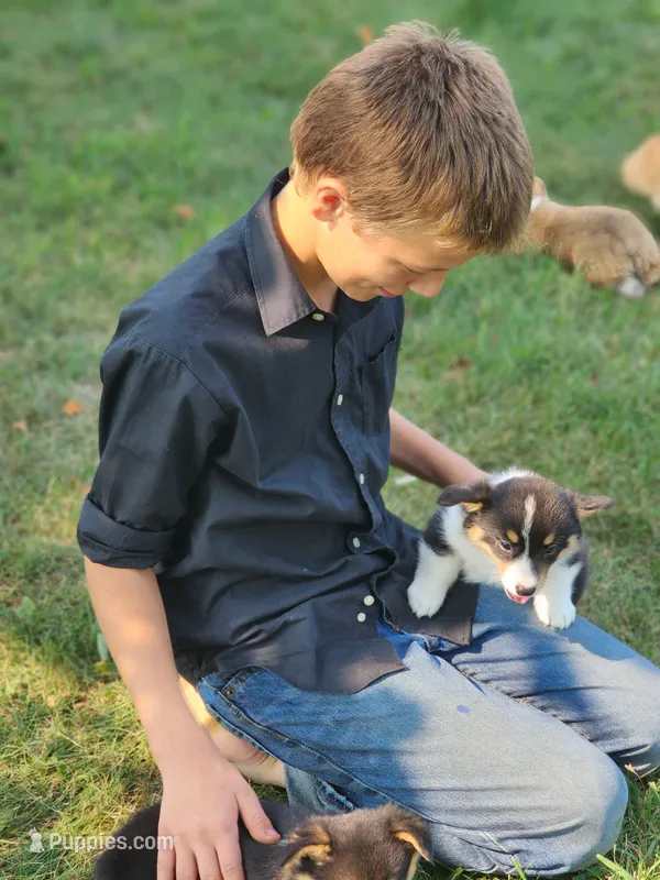 Vincent AKC 3X Clear – Pembroke Welsh Corgi puppy for sale in Lake City, MN