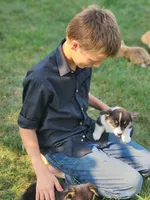 Vincent AKC 3X Clear, a male Pembroke Welsh Corgi for sale in Lake City, MN – 1 of 8