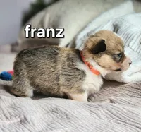 Franz AKC, a male Pembroke Welsh Corgi for sale in Lake City, MN – Photo 3 of 5