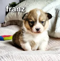 Franz AKC, a male Pembroke Welsh Corgi for sale in Lake City, MN – Photo 2 of 5
