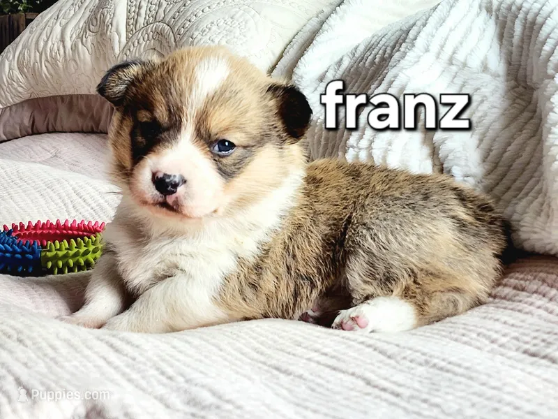 Franz AKC, a male Pembroke Welsh Corgi for sale in Lake City, MN – Photo 1 of 5