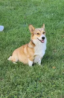Franz AKC, a male Pembroke Welsh Corgi for sale in Lake City, MN – Photo 5 of 5