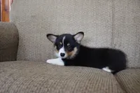 Vincent AKC 3X Clear, a male Pembroke Welsh Corgi for sale in Lake City, MN – 3 of 8