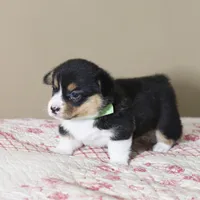 Viola AKC Triple Clear, a female Pembroke Welsh Corgi for sale in Lake City, MN – 4 of 6