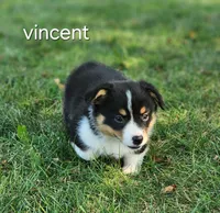 Vincent AKC 3X Clear, a male Pembroke Welsh Corgi for sale in Lake City, MN – 8 of 8