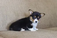 Viola AKC Triple Clear, a female Pembroke Welsh Corgi for sale in Lake City, MN – 3 of 6