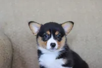 Viola AKC Triple Clear, a female Pembroke Welsh Corgi for sale in Lake City, MN – 2 of 6