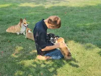 Vivian AKC Triple Clear Genetics, a female Pembroke Welsh Corgi for sale in Lake City, MN – 7 of 9