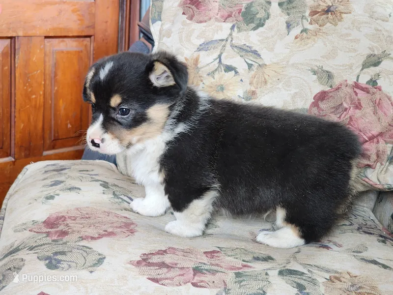 Fritz AKC – Pembroke Welsh Corgi puppy for sale in Lake City, MN