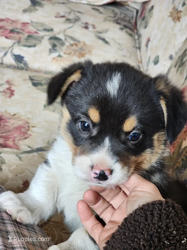 Fritz AKC – Pembroke Welsh Corgi puppy for sale in Lake City, MN