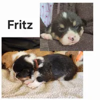 Fritz AKC Triple clear Genetics, a male Pembroke Welsh Corgi for sale in Lake City, MN – Photo 5 of 9