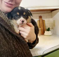 Fritz AKC Triple clear Genetics, a male Pembroke Welsh Corgi for sale in Lake City, MN – Photo 6 of 9