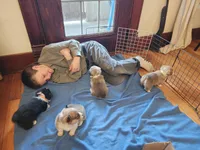 Fritz AKC Triple clear Genetics, a male Pembroke Welsh Corgi for sale in Lake City, MN – Photo 9 of 9