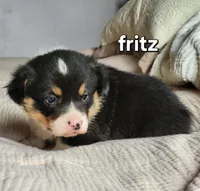 Fritz AKC, a male Pembroke Welsh Corgi for sale in Lake City, MN – Photo 2 of 2