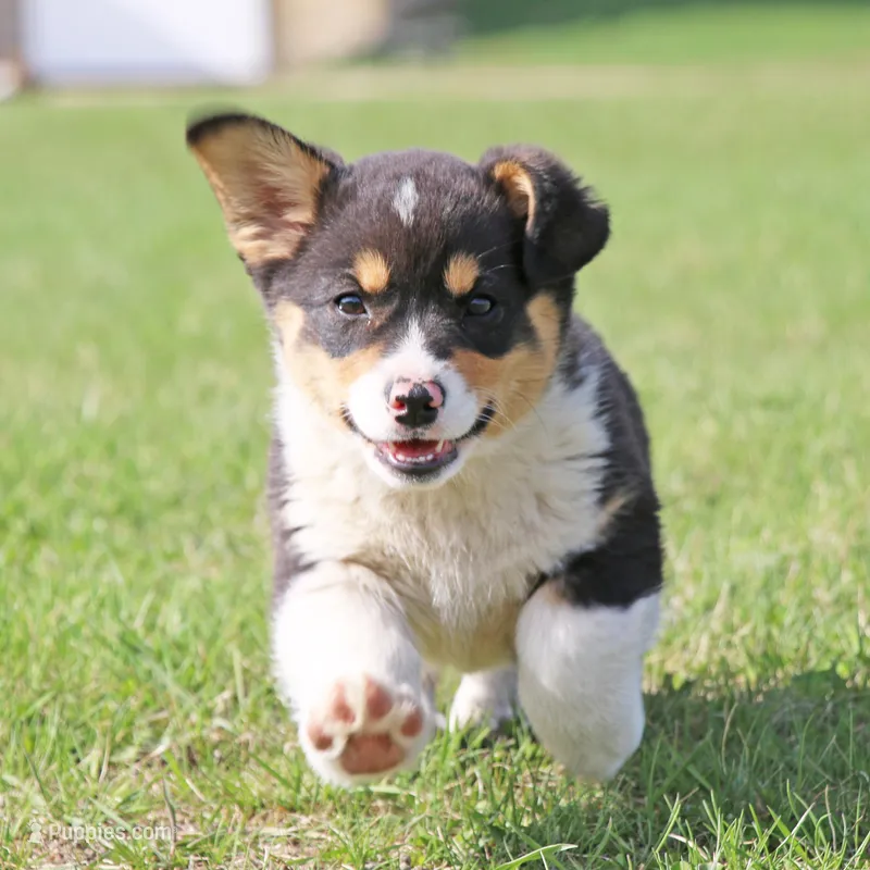 Fritz AKC Triple clear Genetics – Pembroke Welsh Corgi puppy for sale in Lake City, MN