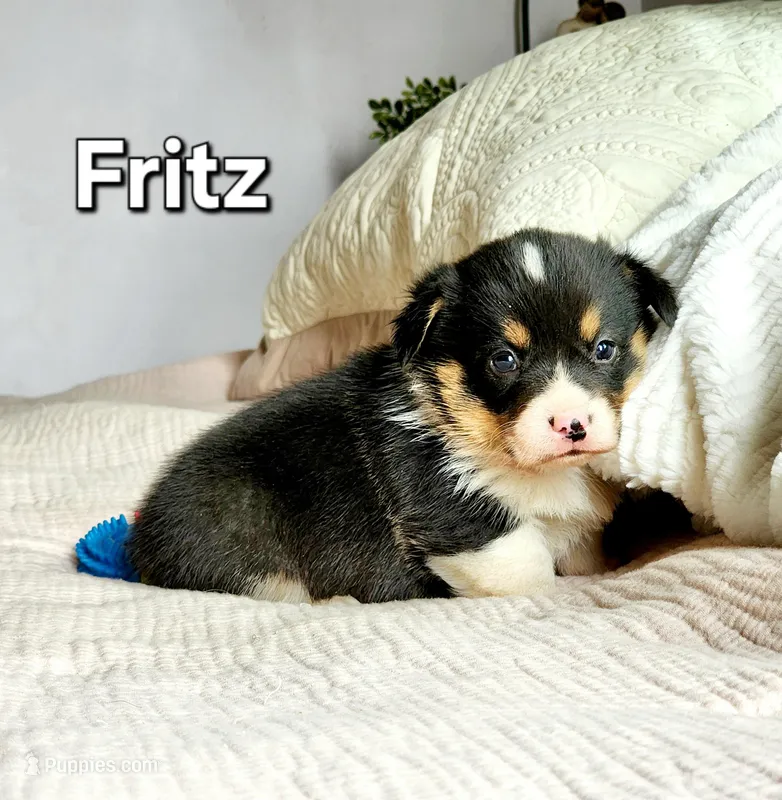 Fritz AKC – Pembroke Welsh Corgi puppy for sale in Lake City, MN