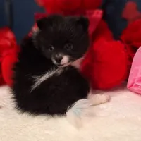 Stuart, a male Pomeranian for sale in St. Petersburg, FL – Photo 7 of 7