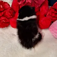 Stuart, a male Pomeranian for sale in St. Petersburg, FL – Photo 2 of 7