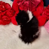 Stuart, a male Pomeranian for sale in St. Petersburg, FL – Photo 3 of 7