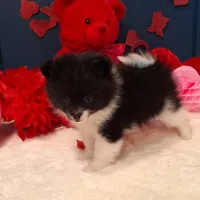 Stuart, a male Pomeranian for sale in St. Petersburg, FL – Photo 1 of 7