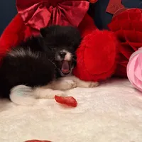 Stuart, a male Pomeranian for sale in St. Petersburg, FL – Photo 4 of 7