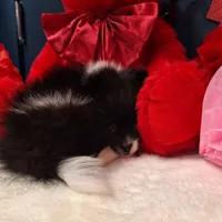 Stuart, a male Pomeranian for sale in St. Petersburg, FL – Photo 6 of 7