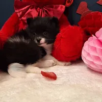 Stuart, a male Pomeranian for sale in St. Petersburg, FL – Photo 5 of 7