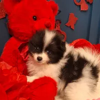 Alfie, a male Pomeranian for sale in St. Petersburg, FL – Photo 3 of 10