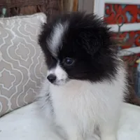 Alfie, a male Pomeranian for sale in St. Petersburg, FL – Photo 2 of 10