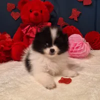 Alfie, a male Pomeranian for sale in St. Petersburg, FL – Photo 8 of 10