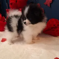 Alfie, a male Pomeranian for sale in St. Petersburg, FL – Photo 5 of 10