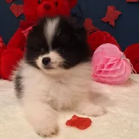 Alfie, a male Pomeranian for sale in St. Petersburg, FL – Photo 4 of 10