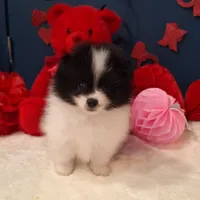 Alfie, a male Pomeranian for sale in St. Petersburg, FL – Photo 7 of 10