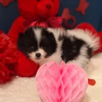 Alfie, a male Pomeranian for sale in St. Petersburg, FL – Photo 10 of 10