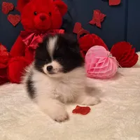 Alfie, a male Pomeranian for sale in St. Petersburg, FL – Photo 9 of 10