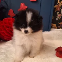 Alfie, a male Pomeranian for sale in St. Petersburg, FL – Photo 6 of 10