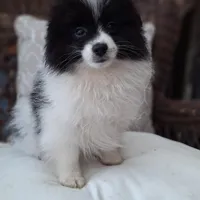 Alfie, a male Pomeranian for sale in St. Petersburg, FL – Photo 1 of 10