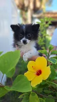 Eiko Minnie, a female Pomeranian for sale in St. Petersburg, FL – Photo 9 of 10