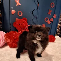 Pepper, a female Pomeranian for sale in St. Petersburg, FL – Photo 10 of 10
