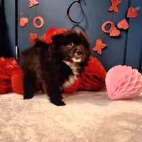 Pepper, a female Pomeranian for sale in St. Petersburg, FL – Photo 8 of 10