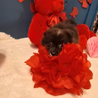 Pepper, a female Pomeranian for sale in St. Petersburg, FL – Photo 5 of 10