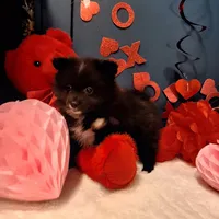 Pepper, a female Pomeranian for sale in St. Petersburg, FL – Photo 6 of 10