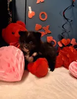 Pepper, a female Pomeranian for sale in St. Petersburg, FL – Photo 3 of 10