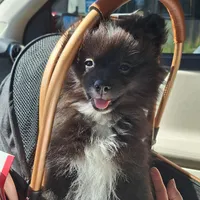 Pepper, a female Pomeranian for sale in St. Petersburg, FL – Photo 3 of 10