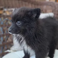 Pepper, a female Pomeranian for sale in St. Petersburg, FL – Photo 1 of 10