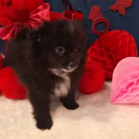 Pepper, a female Pomeranian for sale in St. Petersburg, FL – Photo 7 of 10