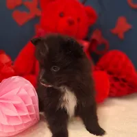 Pepper, a female Pomeranian for sale in St. Petersburg, FL – Photo 9 of 10