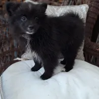 Pepper, a female Pomeranian for sale in St. Petersburg, FL – Photo 2 of 10