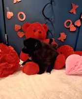 Pepper, a female Pomeranian for sale in St. Petersburg, FL – Photo 9 of 10